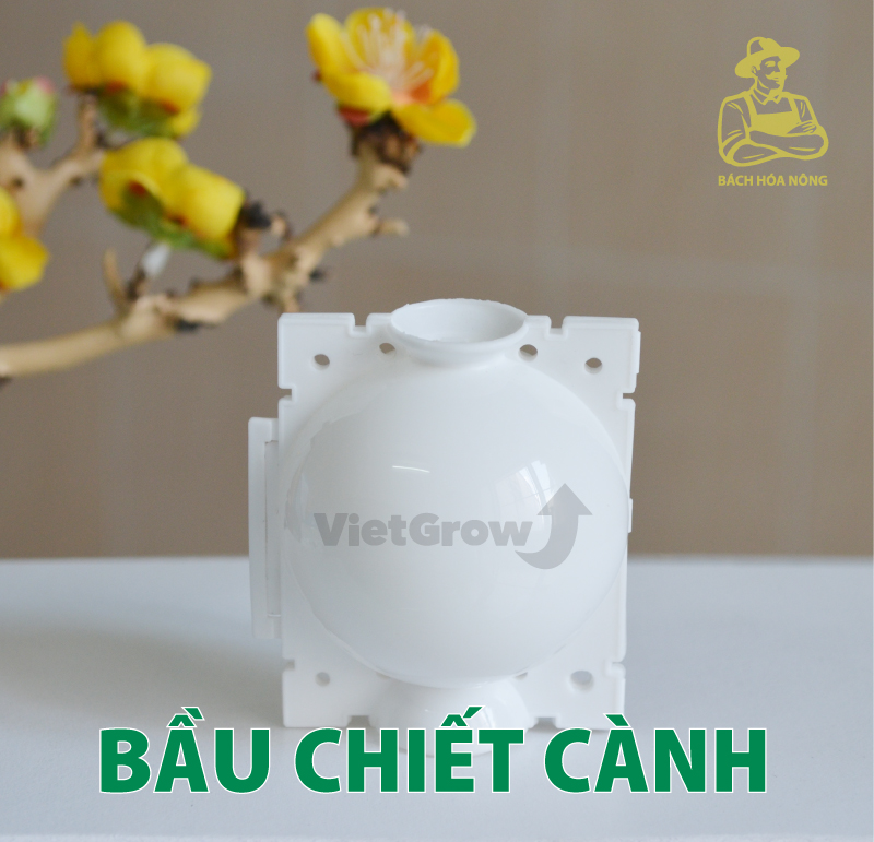 [HCM]Combo 3 Bầu chiết cành Croco - Size S (5cm), Màu Trắng