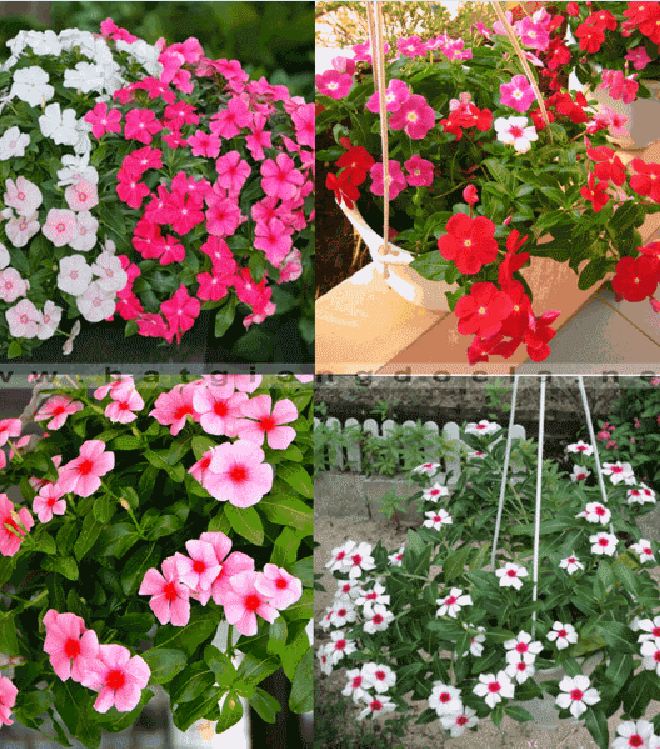 Hạt Giống hoa dừa cạn hồng - Túi 100 hạt
