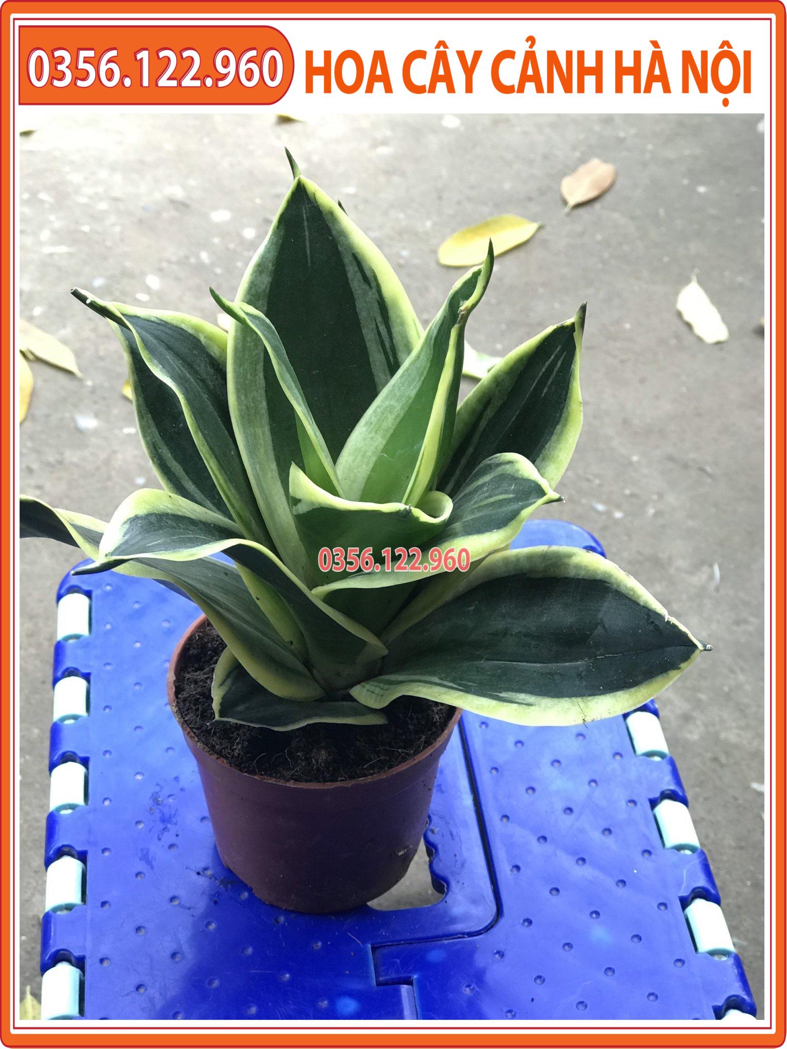 CÂY LƯỠI HỔ THÁI