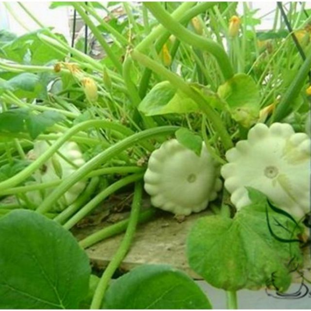 144A Hạt Giống Bí Đĩa Bay - 10 Hạt