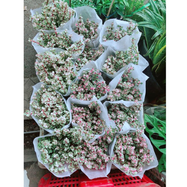 Cây Sen Đá Đô La Hồng