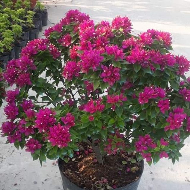 Giấy mỹ siêu hoa....