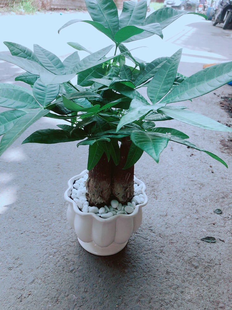 Chậu Kim Ngân 3 Thân Size Lớn