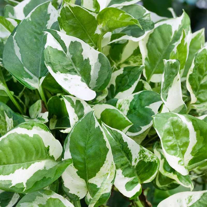 Chậu Cây Trầu Bà cẩm thạch - trầu bà sữa - Australian native monstera