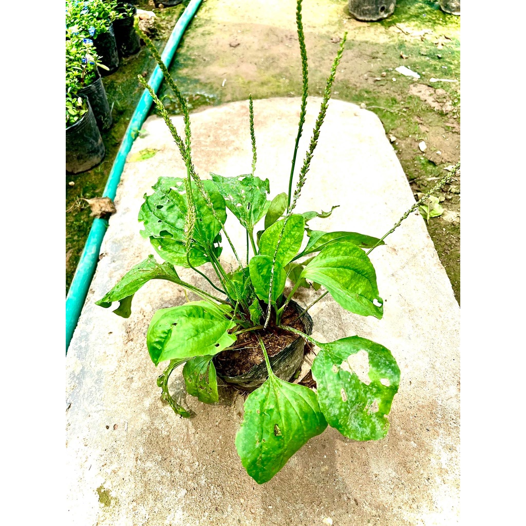 Cây mã đề- Mã Tièn thảo (cây thảo dược) - Ảnh thật.