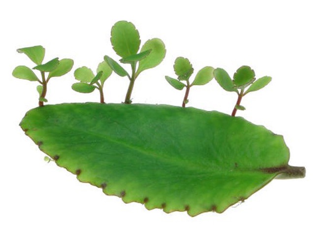 1 cây lá bỏng ta con (hoa sống đời ta)- cây giống