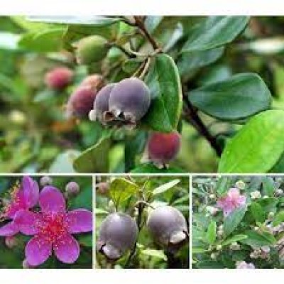 Cây sim giống ăn quả, combo 10 cây, giá rẻ
