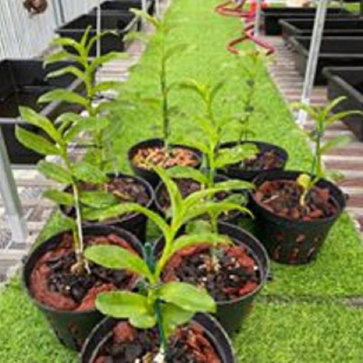 [FREESHIP - Xả Khô Máu] Hoa lan phi điệp - 5ct hà tĩnh+ 700g phân thỏ hữu cơ