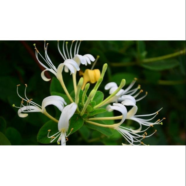 [Cây giống hoa] Kim Ngân Hoa (hoa chuyển màu thân leo có hương thơm) - CayGiongTot