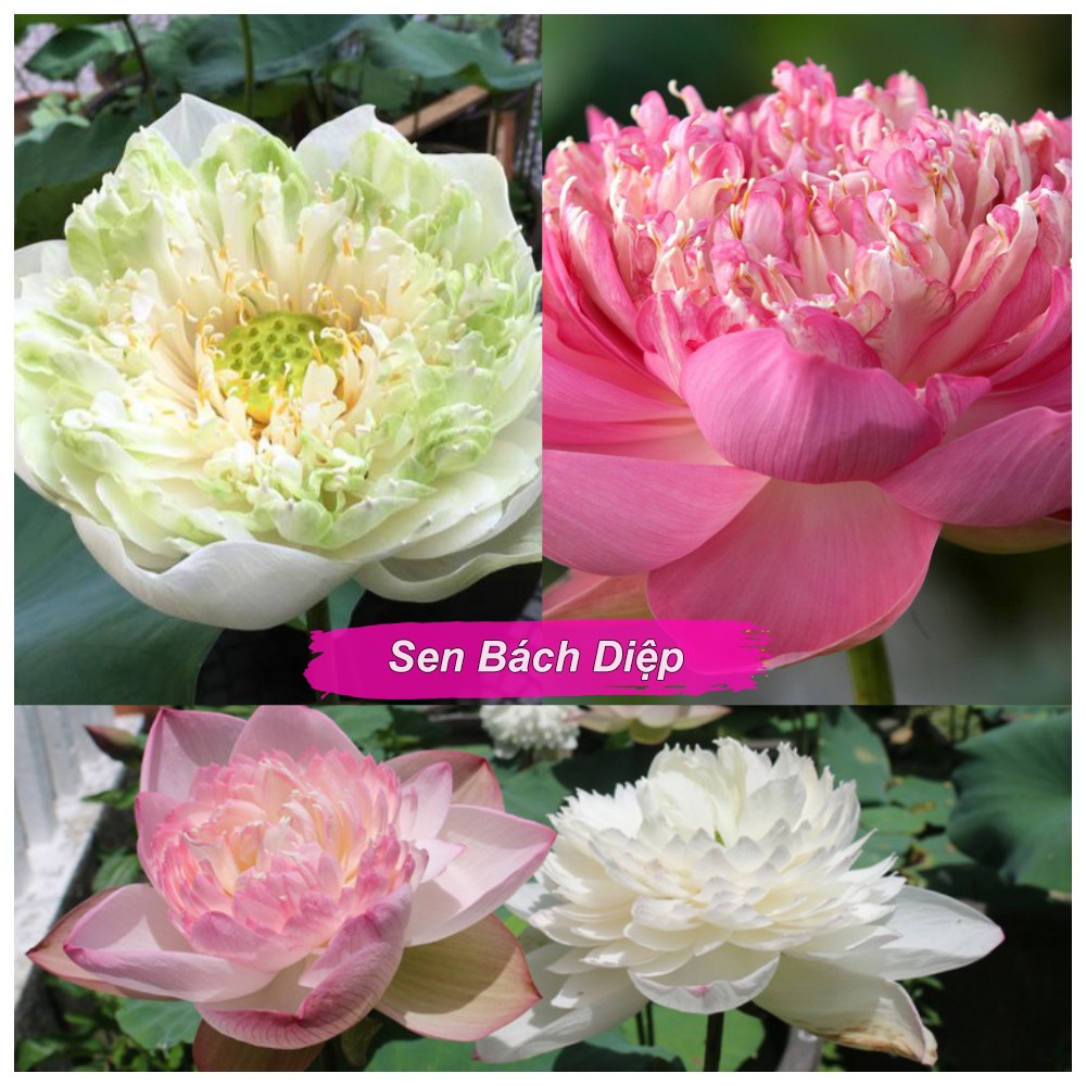 Hạt giống sen Bách Diệp (gói 20 hạt)