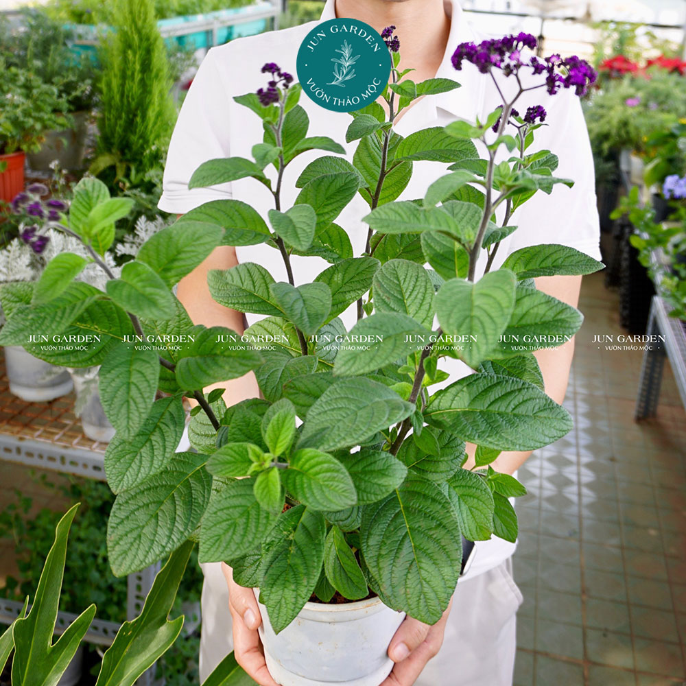 Cây vani vòi voi jun garden thơm mùi vani ngọt ngào dễ trồng và chăm sóc tại jun garden