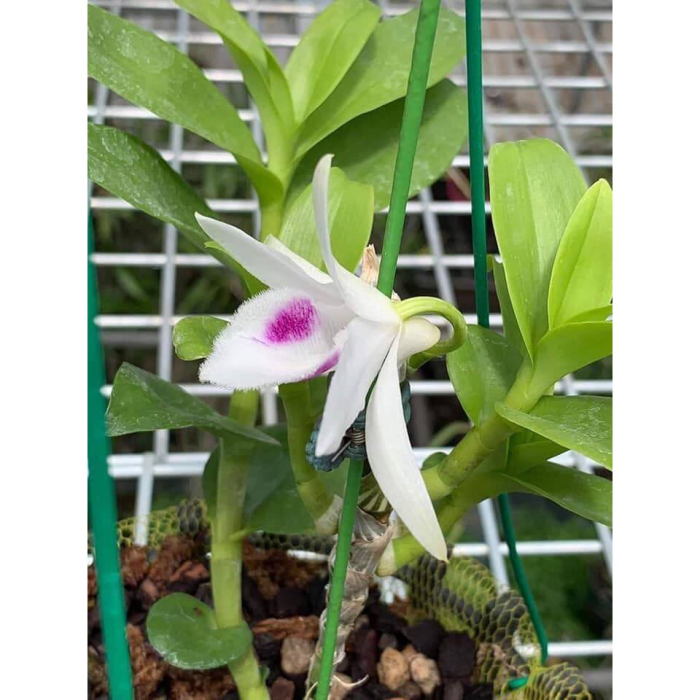 lan phi điệp 5Ct Cây Giống Năm 2