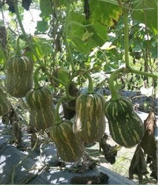 " Gói 10 "Hạt Giống Bí Hạt Đậu - Bí Đỏ Hạt Đậu [Seeds]