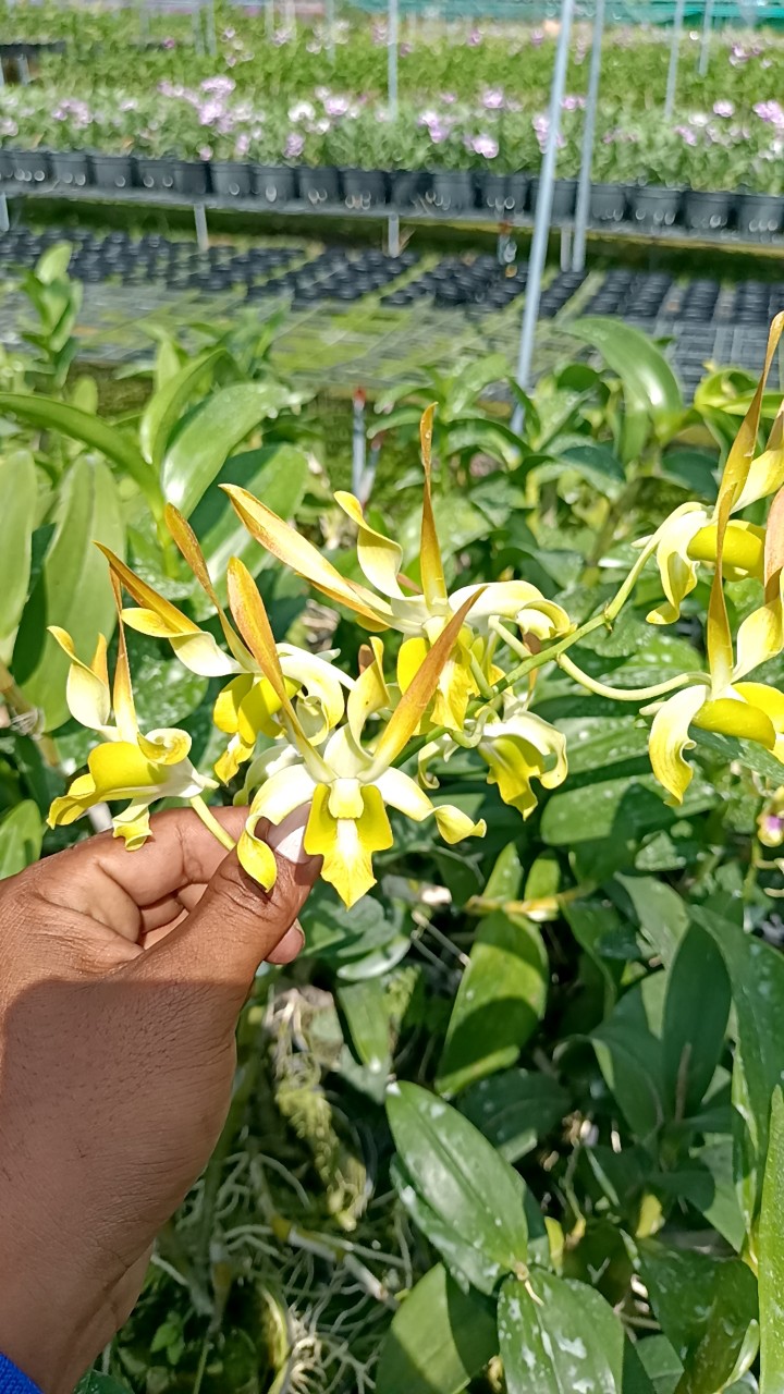 Hoa Lan DENRO Singapo Lai Tai Thỏ