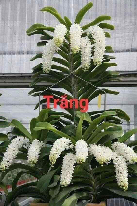 Ngọc điểm Thái đủ màu cây giống
