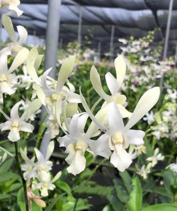 Hoa lan denro nắng thơm CC.White