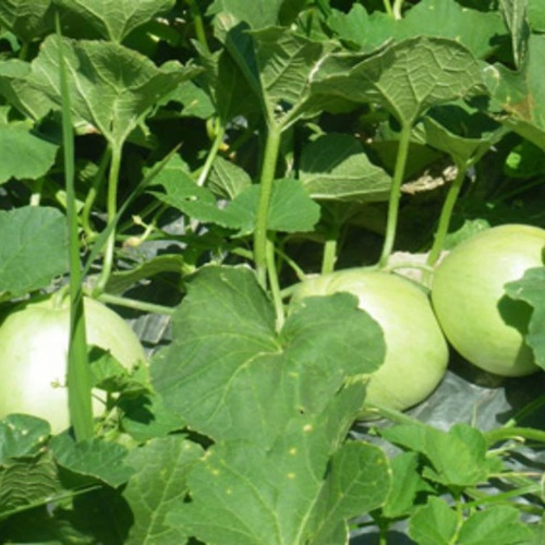 Bộ 2 Túi Hạt Dưa Lê Siêu Ngọt. Mỗi Túi 30 hạt Chất Lượng Cao - Phát Triển Nhanh .