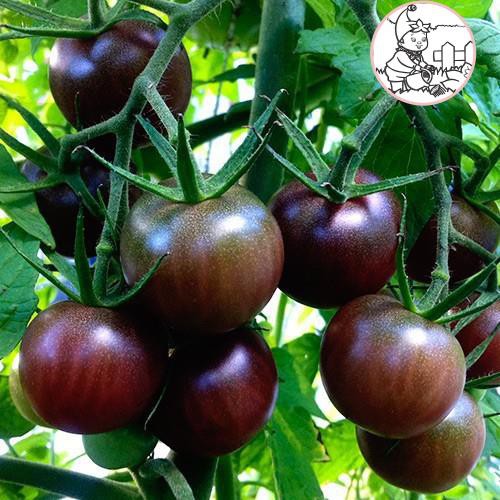HẠT CÀ CHUA SOCOLA F1 - GÓI 5 HẠT