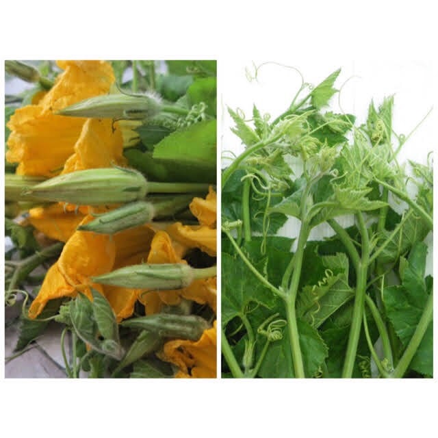 20 gram Hạt giống bí đỏ siêu ra đọt và bông chuyên trồng để ăn ngọn và ăn bông