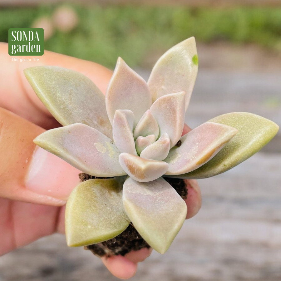 SEN ĐÁ ĐÁ MA SIZE MINI LỖI 1 ĐỔI 1