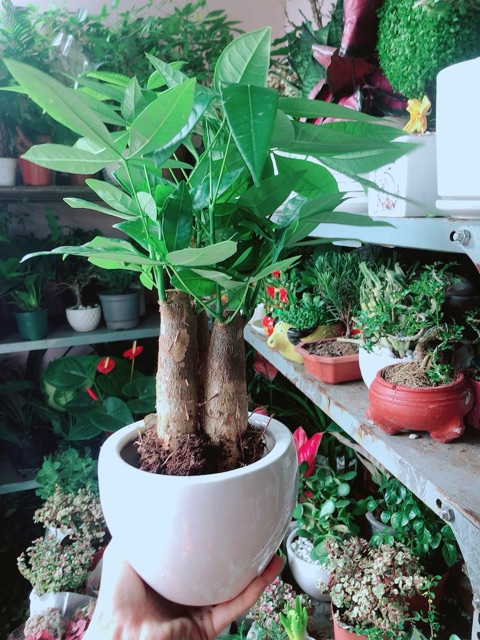 Chậu Cây Kim Ngân 3 Thân