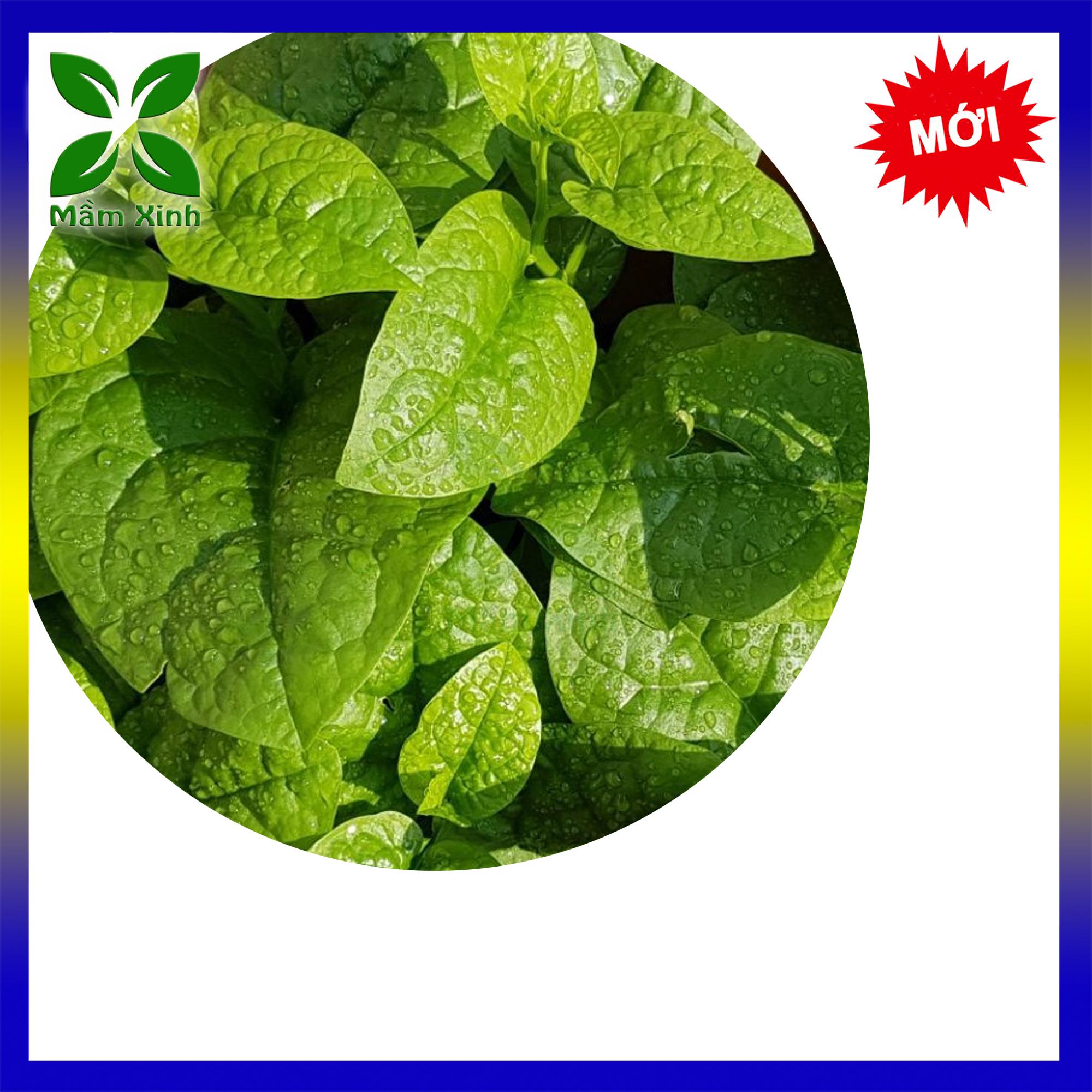 Hạt Giống Mồng Tơi Cao Sản Gói 50gr