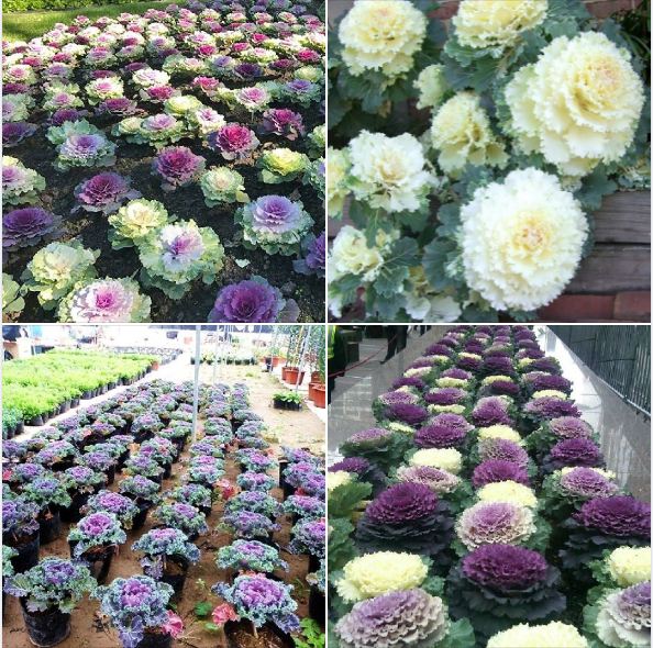 Bộ 2 gói Hạt giống hoa bắp cải mix màu