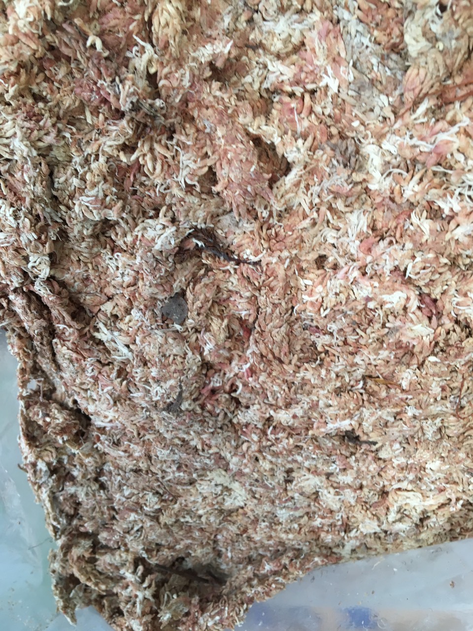 Dớn chile cọng con sâu gói 100gr