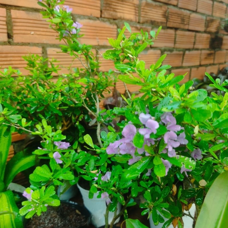 Cây hoa Linh sam siêu hoa lá lớn,cây phong thủy
