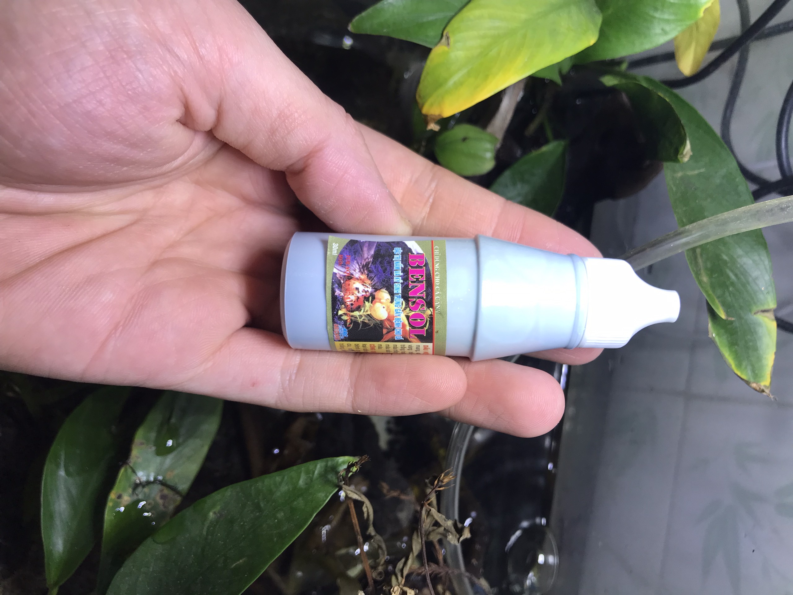 Thuốc trị bệnh, phòng bệnh cho cá cảnh