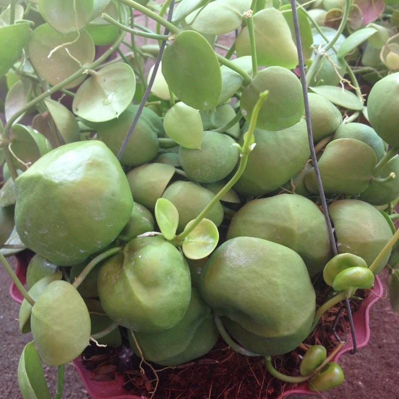 Cây Lan Sò - Hoa Lan Chậu Treo