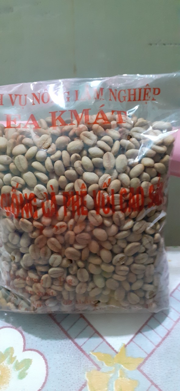 500gram hạt giống cà phê xanh lùn