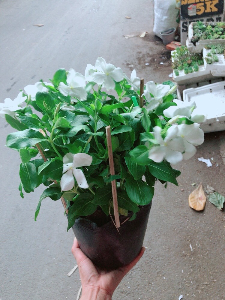 Cây Dừa Cạn