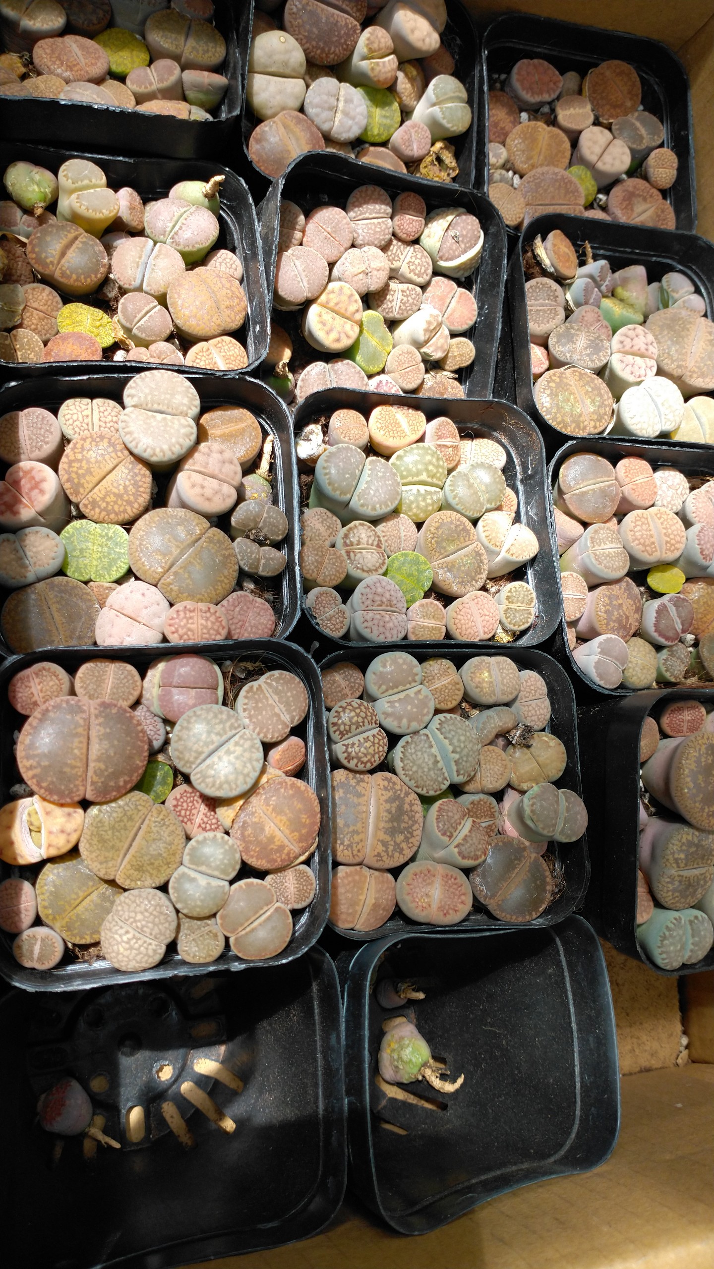 Chậu sen mông/lithops mix size và màu