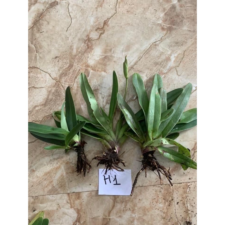Hoa Lan hài đuôi công quý hiếm(1 khóm)