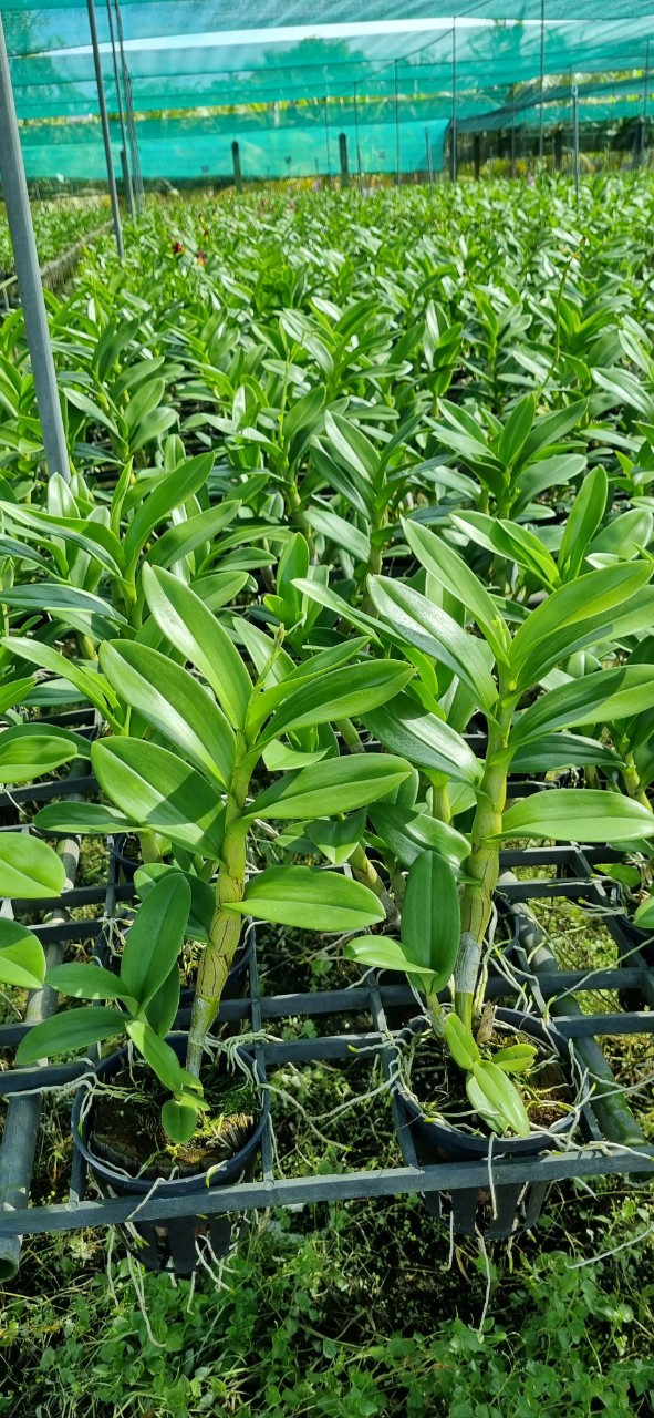 Denro Burana/ Mặt trời đỏ