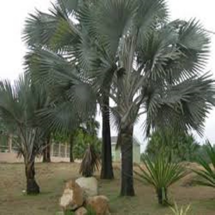 CÂY CỌ CẢNH SIÊU ĐẸP