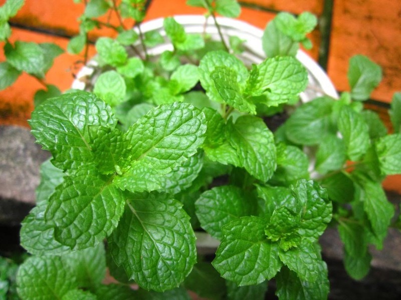 Gói Hạt Giống Húng Bạc Hà (Húng Lủi)