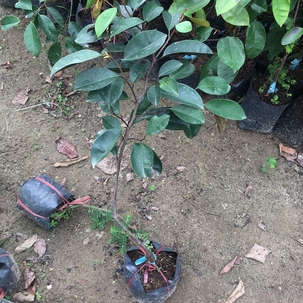 Cây Giống Vú Sữa Tím