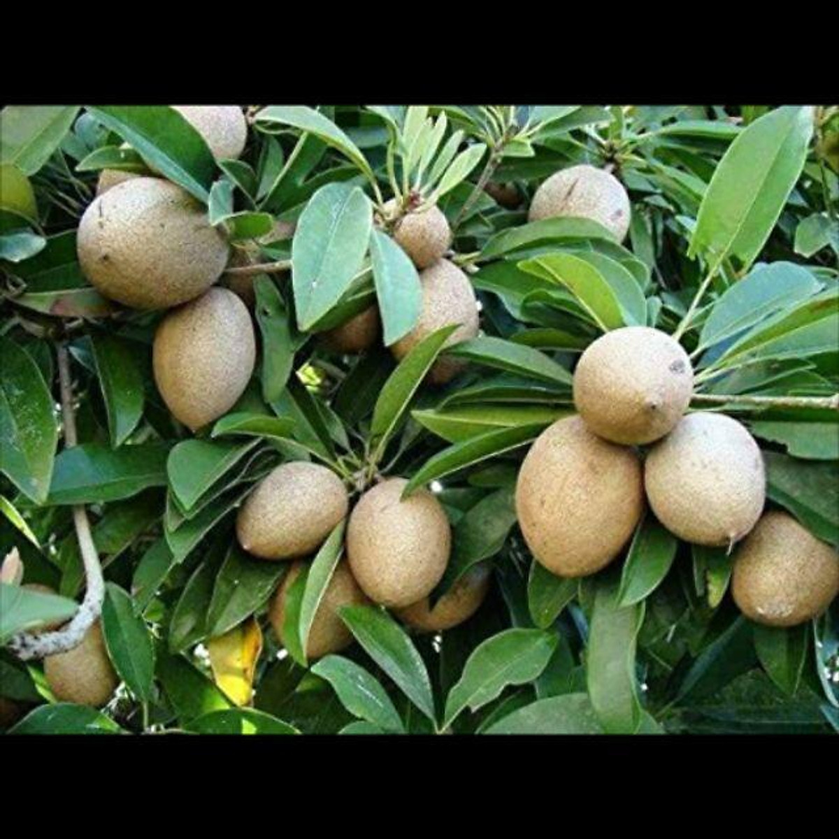 Hồng xiêm xoài cây ghép