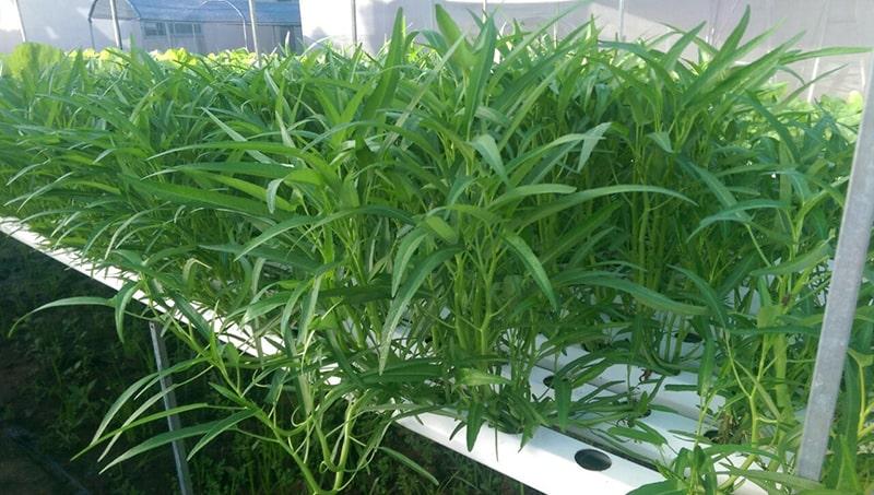 Hạt Giống Rau Muống Lá Tre Dễ Trồng