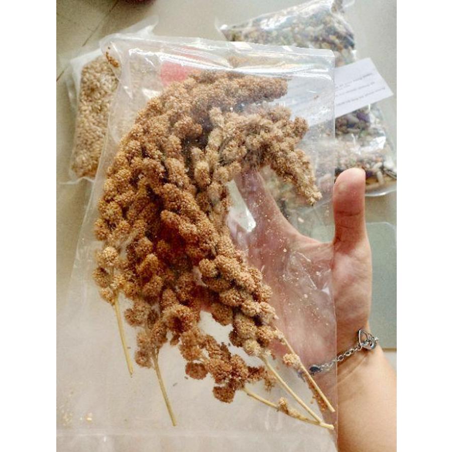 Kê sợi - Kê chùm (loại Thái to mập) dành cho Hamster Bọ Nhím - [Nông Trại Thú Cưng]
