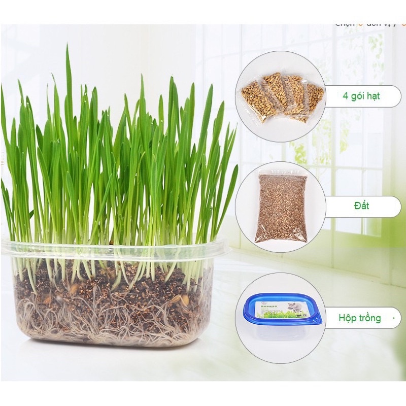 Cỏ Trồng, Set Tự Trồng Cỏ Lúa Mạch Tươi Cho Mèo - Giúp Tiêu Búi Lông