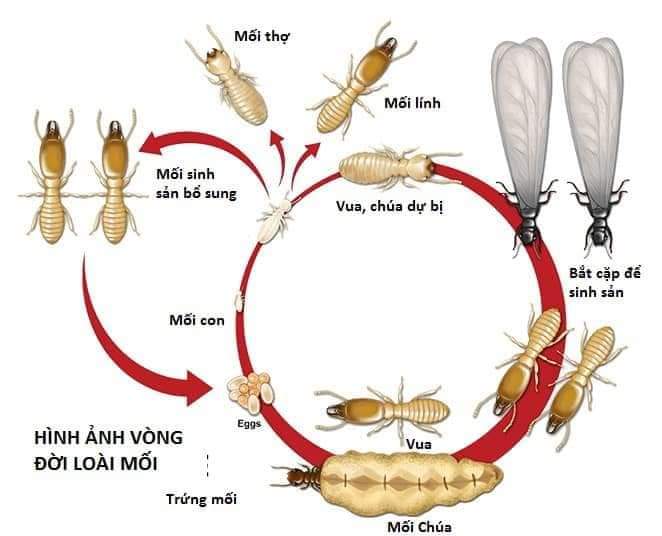 Thuốc diệt mối TẬN GỐC dạng bột PMC 90 bột hồng loại tốt ( nên mua kèm hộp nhử mối)