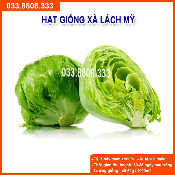 Hạt giống rau xà lách mỹ - dễ chăm sóc, nhanh thu hoạch