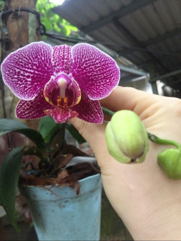 COMBO 03 CÂY GIỐNG LAN HỒ ĐIỆP