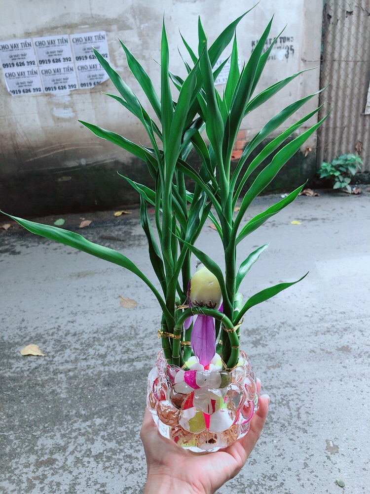 Chậu Trúc Phát Tài