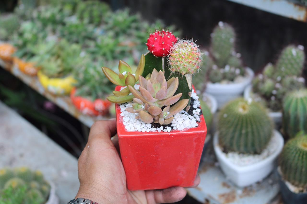 Chậu Sứ Xương Rồng Ghép