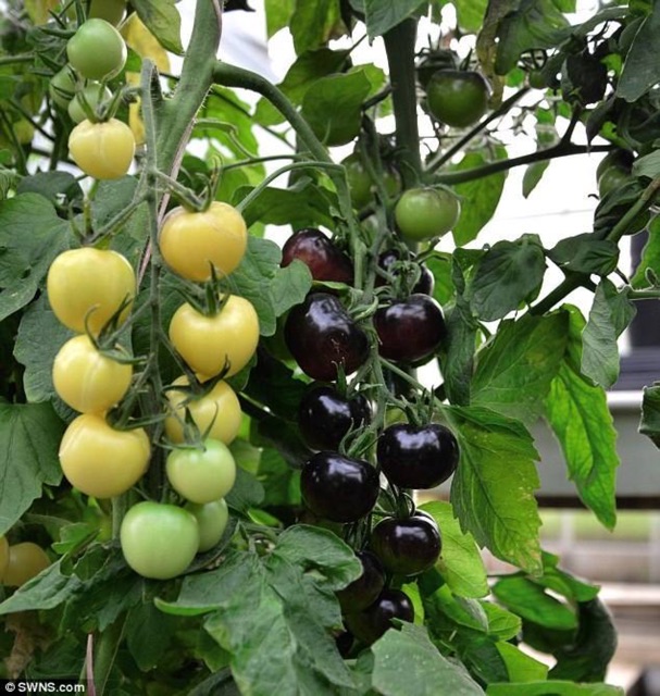 HẠT GIỐNG CÀ CHUA ĐEN