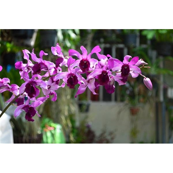 Dendro nắng Lưỡi Bò Tím - Cây tơ sắp cho hoa